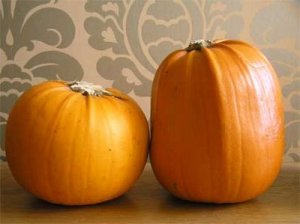 pumpkin love